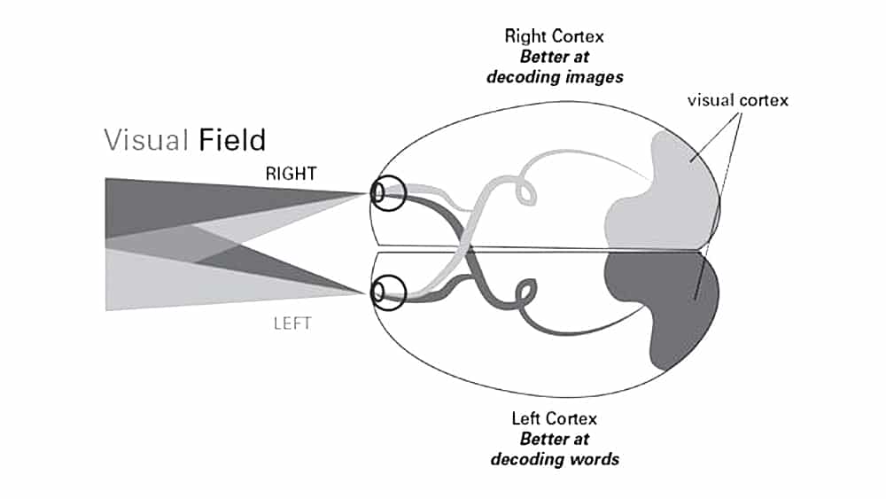 The Left Visual Field